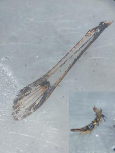 Réf. 330 609 : Bembecia ichneumoniformis